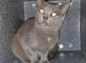 Kitton -  Domestic Short Hair Cat Available for Adoption in Mocksville, North Carolina - Kitton | PetCurious