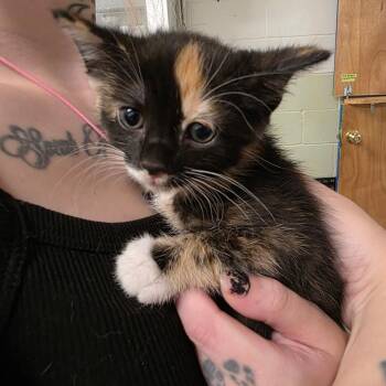 Celia -  Domestic Short Hair Cat for Adoption in Eureka Springs, Arkansas - Celia | PetCurious