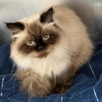 Alpine -  Himalayan Cat for Adoption in Council Bluffs, Iowa - Alpine | PetCurious