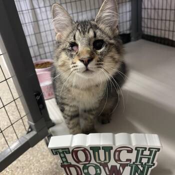 Jester -  Domestic Medium Hair Cat for Adoption in Sebring, Florida - Jester | PetCurious