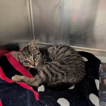 Febreeze -  Domestic Short Hair Cat for Adoption in Buffalo, New York - Febreeze | PetCurious