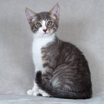 Sploosh -  Domestic Short Hair Cat for Adoption in Sunnyvale, California - Sploosh | PetCurious