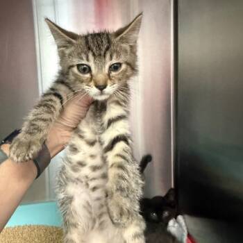Rescue Domestic Short Hair Cats for Adoption in Jupiter, Florida - Thor | PetCurious