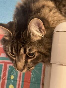 Poker aka Rosita -  Domestic Long Hair Cat for Adoption in Burnsville, North Carolina - Poker Aka Rosita | PetCurious