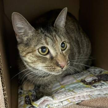 Biscuit -  Domestic Short Hair Cat for Adoption in Dover, New Hampshire - Biscuit | PetCurious