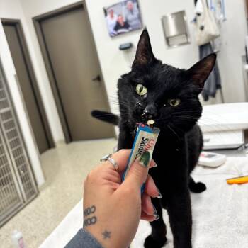 Virgil -  Domestic Short Hair Cat for Adoption in Nashville, Indiana - Virgil | PetCurious