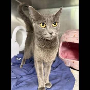Domestic Short Hair Cats Available for Adoption in Fairfax, Virginia - Flo | PetCurious