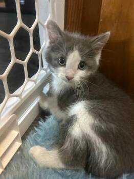 Archer -  Domestic Short Hair Cat for Adoption in Mokena, Illinois - Archer | PetCurious