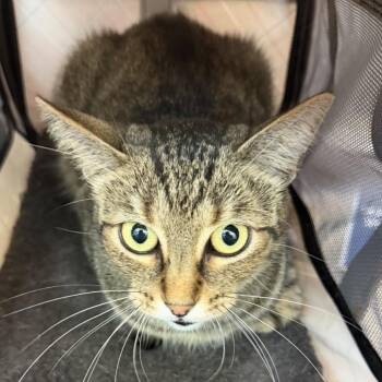 Violet -  Domestic Short Hair Cat for Adoption in Midland, Texas - Violet | PetCurious