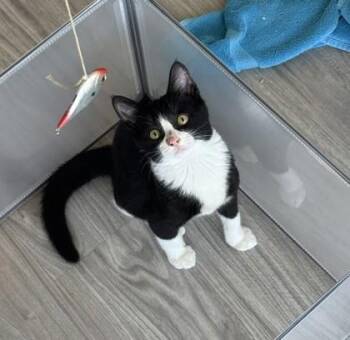 Domestic Short Hair Cats Available for Adoption - Alex | PetCurious