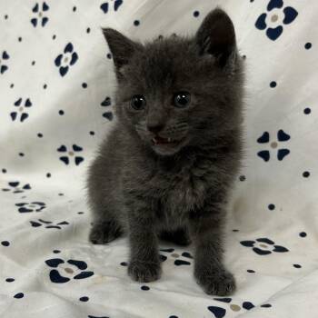 Puff -  Domestic Medium Hair Cat for Adoption in Coos Bay, Oregon - Puff | PetCurious