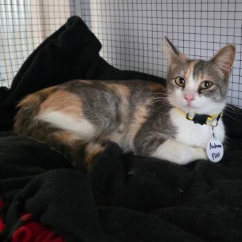 Autumn -  Domestic Short Hair Cat for Adoption in Normal, Illinois - Autumn | PetCurious