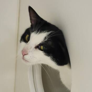 Smoochie -  Domestic Short Hair Cat for Adoption in Philadelphia, Pennsylvania - Smoochie | PetCurious