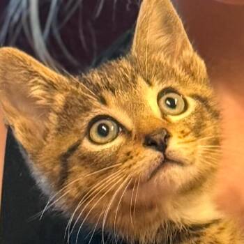 Aspen -  Domestic Short Hair Cat for Adoption in Ashland, Oregon - Aspen | PetCurious