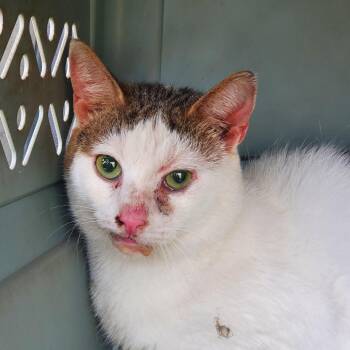 Ignatius -  Domestic Short Hair Cat for Adoption in Kansas City, Missouri - Ignatius | PetCurious