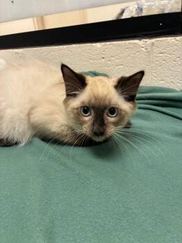 Benito -  Domestic Medium Hair Cat for Adoption in Madison, Georgia - Benito | PetCurious