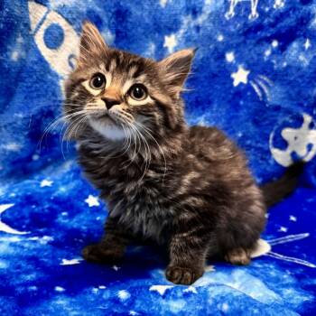 Maine Coon and Domestic Medium Hair Cats Available for Adoption in Waterloo, Iowa - Dove | PetCurious