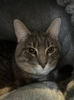 King -  Domestic Short Hair Cat for Adoption in Des Moines, Iowa - King | PetCurious