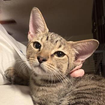 Darwin -  Domestic Short Hair Cat for Adoption in Fort Lauderdale, Florida - Darwin | PetCurious