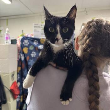 Domestic Short Hair Cats Available for Adoption in Eureka Springs, Arkansas - Lady Gaga | PetCurious