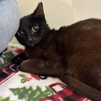 Domestic Short Hair Cats Available for Adoption in Beaumont, Texas - Astaire | PetCurious