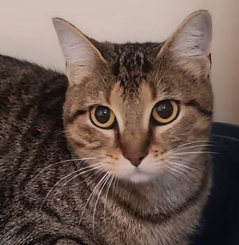 Rescue Domestic Short Hair Cats for Adoption in Little Rock, Arkansas - Pinta | PetCurious