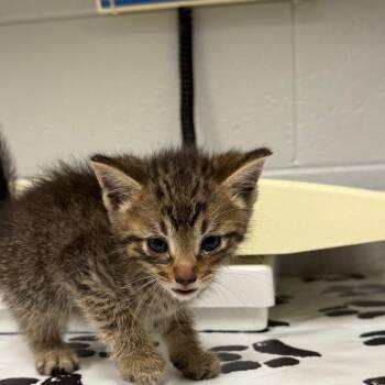 Kawasaki -  Domestic Short Hair Cat for Adoption in Greenville, South Carolina - Kawasaki | PetCurious