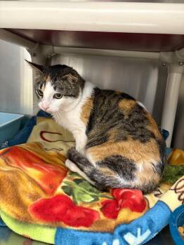 Domestic Short Hair Cats Available for Adoption in Black River Falls, Wisconsin - Haddie | PetCurious