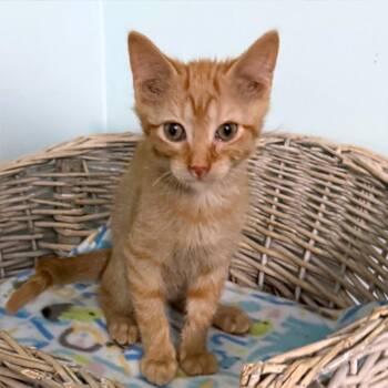 Grunge -  Domestic Long Hair Cat for Adoption in Kansas City, Missouri - Grunge | PetCurious