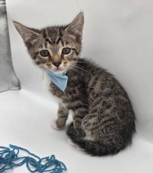 Birch -  Domestic Short Hair and Tabby Cat for Adoption in Attalla, Alabama - Birch | PetCurious