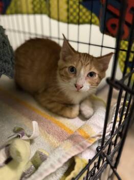 Domestic Short Hair Cats Available for Adoption - Ken | PetCurious