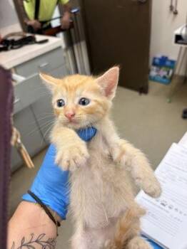 Booker -  Domestic Short Hair Cat for Adoption in Palm Coast, Florida - Booker | PetCurious