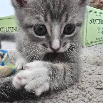 Jellyfish 21 -  Domestic Short Hair Cat for Adoption in Austin, Texas - Jellyfish 21 | PetCurious