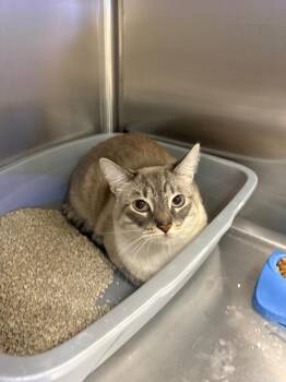 Gamora -  Tabby Cat for Adoption in Twentynine Palms, California - Gamora | PetCurious