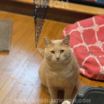 Simon -  Domestic Short Hair Cat for Adoption in Plainville, Massachusetts - Simon | PetCurious