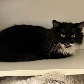 Domestic Long Hair Cats Available for Adoption in Las Vegas, Nevada - Quincy | PetCurious