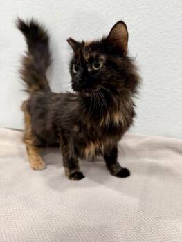 Tortellini -  Tortoiseshell Cat Available for Adoption in Las Vegas, Nevada - Tortellini | PetCurious