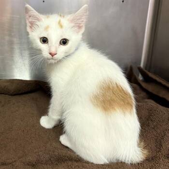 FRECKLES -  Domestic Short Hair Cat for Adoption in Rancho Cucamonga, California - FRECKLES | PetCurious