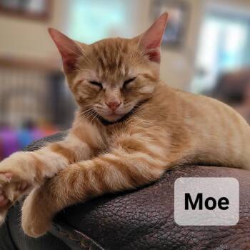 Jango (Moe) -  Domestic Short Hair Cat for Adoption in Madisonville, Tennessee - Jango (Moe) | PetCurious