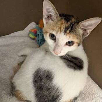 Sprinkle -  Domestic Short Hair Cat for Adoption in Cleveland, Mississippi - Sprinkle | PetCurious