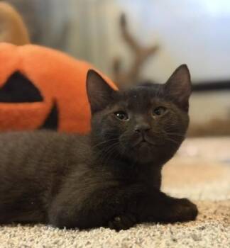 Dobby -  Domestic Short Hair Cat for Adoption in North Highlands, California - Dobby | PetCurious