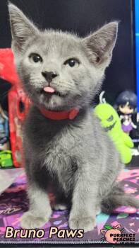 Bruno Paws -  Russian Blue and Domestic Short Hair Cat for Adoption in Douglasville, Georgia - Bruno Paws | PetCurious