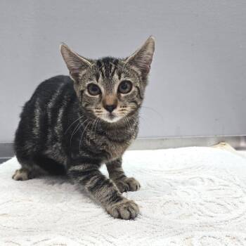 Sylvia -  Domestic Short Hair Cat for Adoption in Fairmont, West Virginia - Sylvia | PetCurious