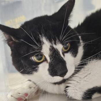 Domestic Short Hair Cats Available for Adoption in Evansville, Indiana - Tink | PetCurious