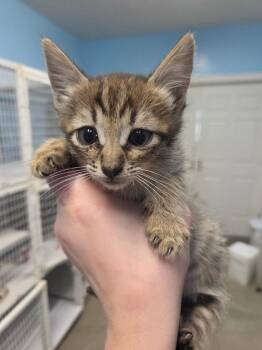 Creek -  Domestic Short Hair Cat for Adoption in Gold Beach, Oregon - Creek | PetCurious