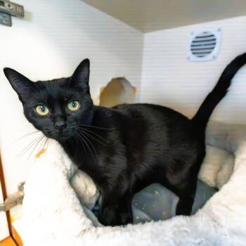 Owl -  Domestic Short Hair Cat for Adoption in South Elgin, Illinois - Owl | PetCurious