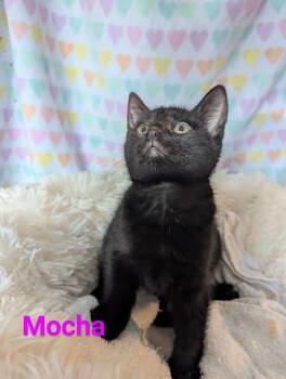 Rescue Domestic Short Hair Cats for Adoption in Atglen, Pennsylvania - Mocha | PetCurious