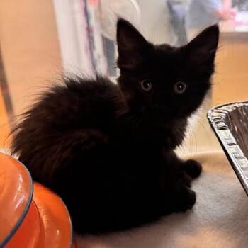 Nana -  Domestic Medium Hair Cat for Adoption in Waterloo, Iowa - Nana | PetCurious