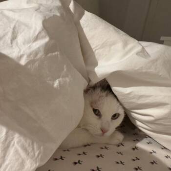 Cyprus -  Domestic Short Hair Cat for Adoption - Cyprus | PetCurious