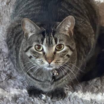Floppa -  Domestic Short Hair Cat for Adoption in Huntsville, Alabama - Floppa | PetCurious